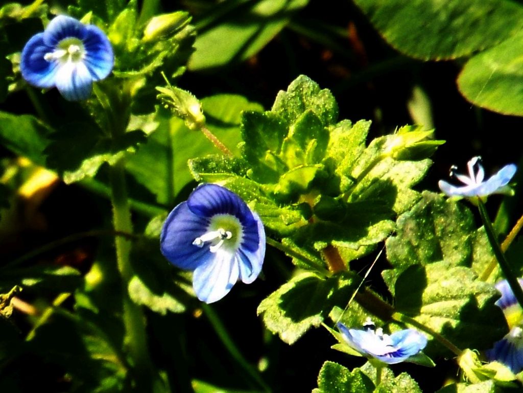 Veronica persica (Lamiales - Plantaginaceae)